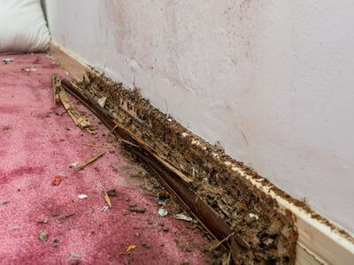 About Portage Black Mold Removal - black mold removal experts in Portage